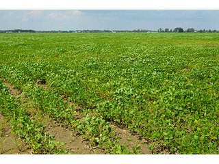 Property photo 3 - LAND AUCTION - 80+/- Acres offered in 1 Tract in Allen County